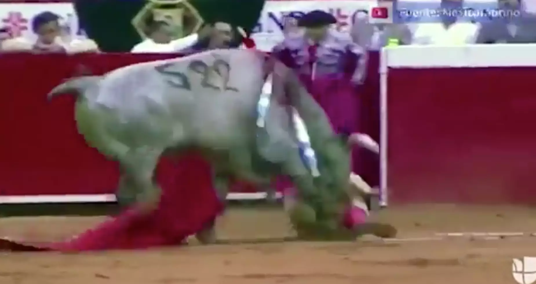 Matador Is Gored 11 Inches Up The Rectum By Brutalised Bull 