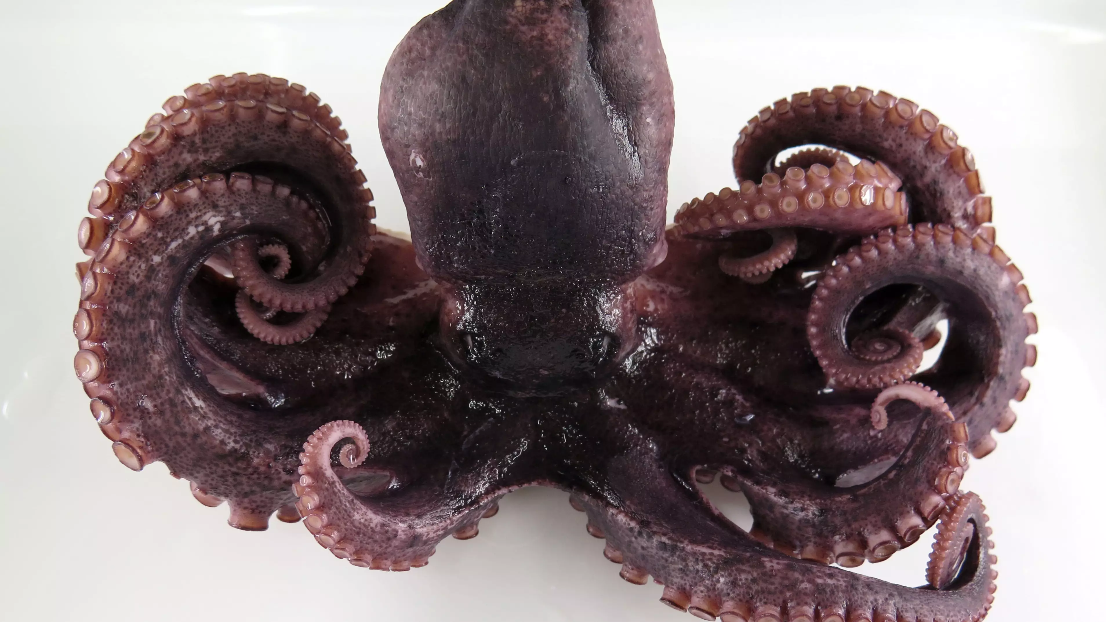 Rare Nine-Legged Octopus Discovered Off Coast Of Japan