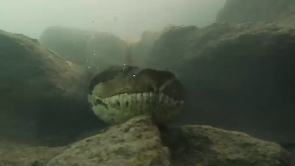 Diver Comes Face-To-Face With Giant Seven-Metre-Long Anaconda 