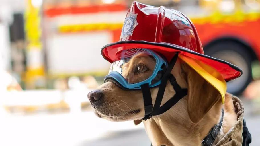Ember The Crisis Response Dog Is Helping People Recover From Bushfire Trauma