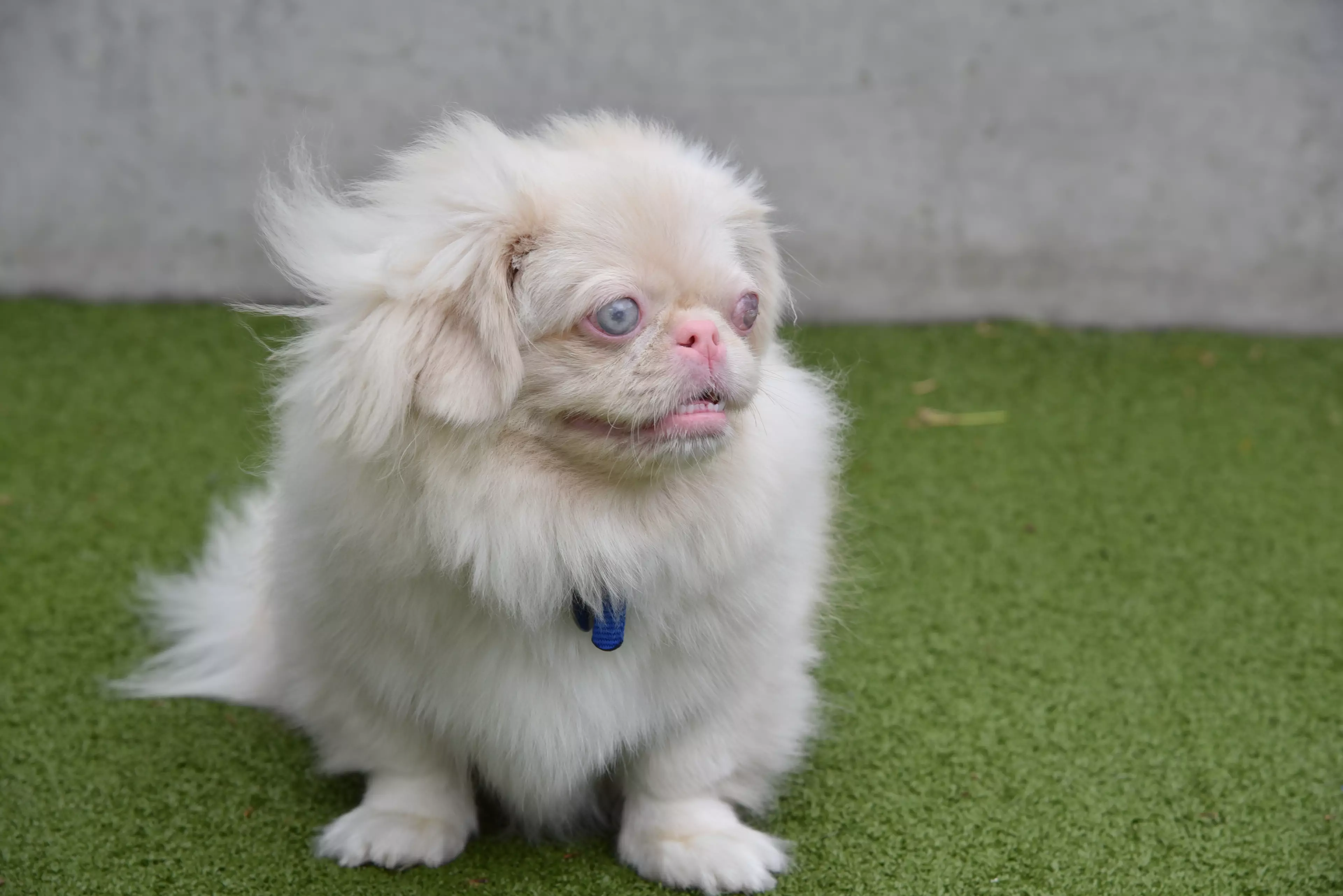 Boo is an albino Pekingese, a breed which originated in China. (