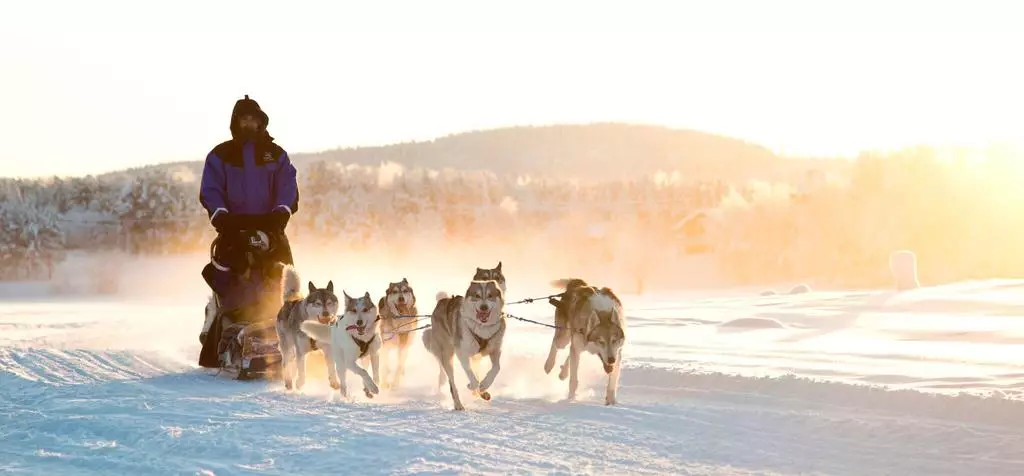 Meet the resident huskies on a snowy dog-sledding experience (