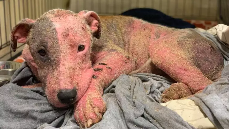 Dog Found Buried Alive And Missing 90% Of Its Fur Makes First Steps To Recovery 
