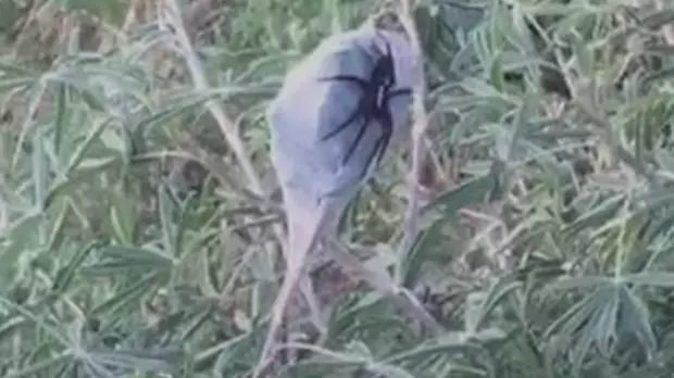 Couple Stumble Across This Massive Spider While Out For A Walk 