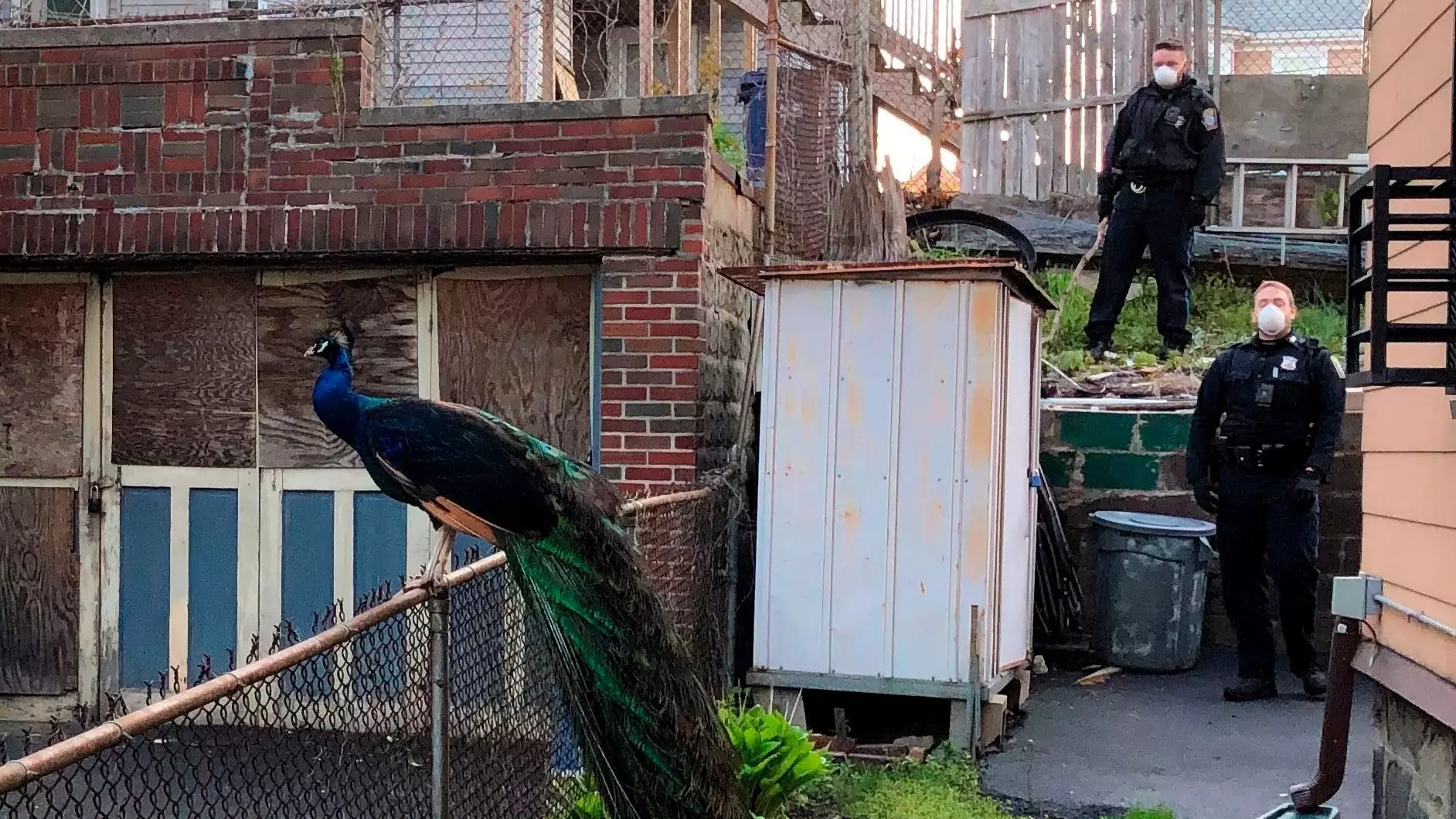 Police Officer Uses Mating Call To Lure Escaped Peacock Back To Zoo