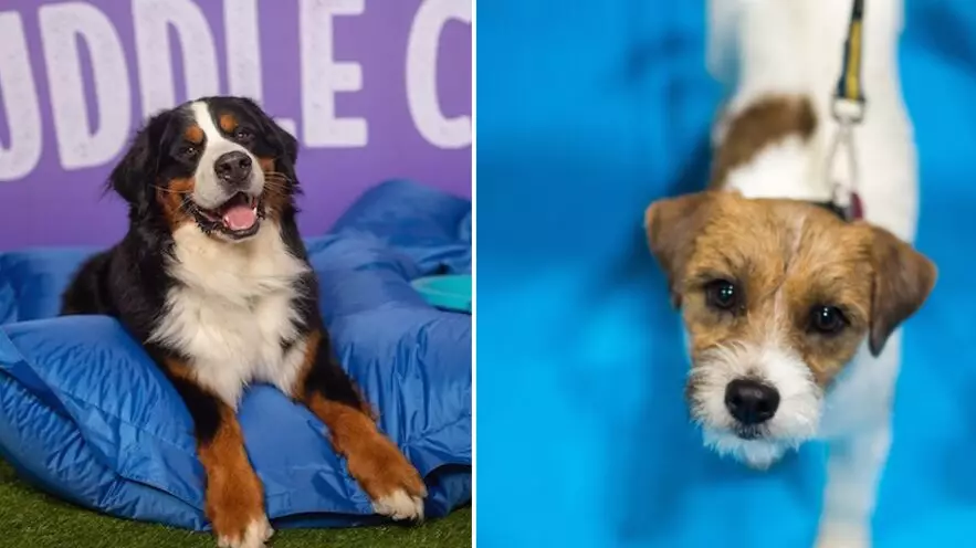 ​A Doggy Cuddle Corner Will Be In London This Weekend