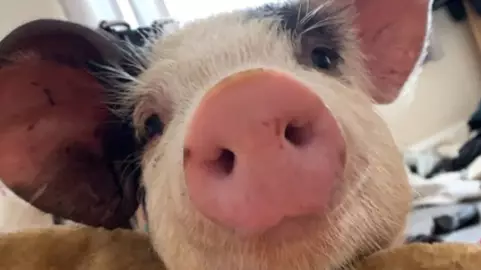 Woman Who 'Rescued' Pig Is Kicked Out Of Flat After Keeping It At Home