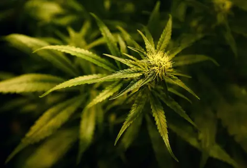 Senior MPs Call For UK Government To Legalise Cannabis
