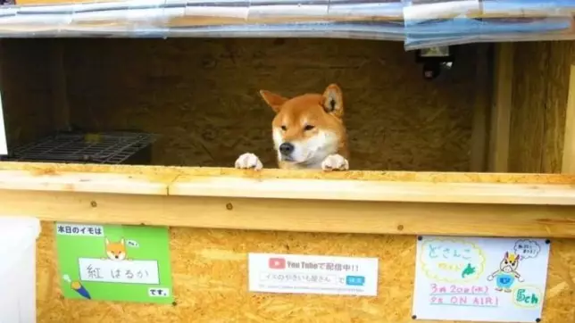 This Dog Manages His Own Roast Sweet Potato Stall In Japan