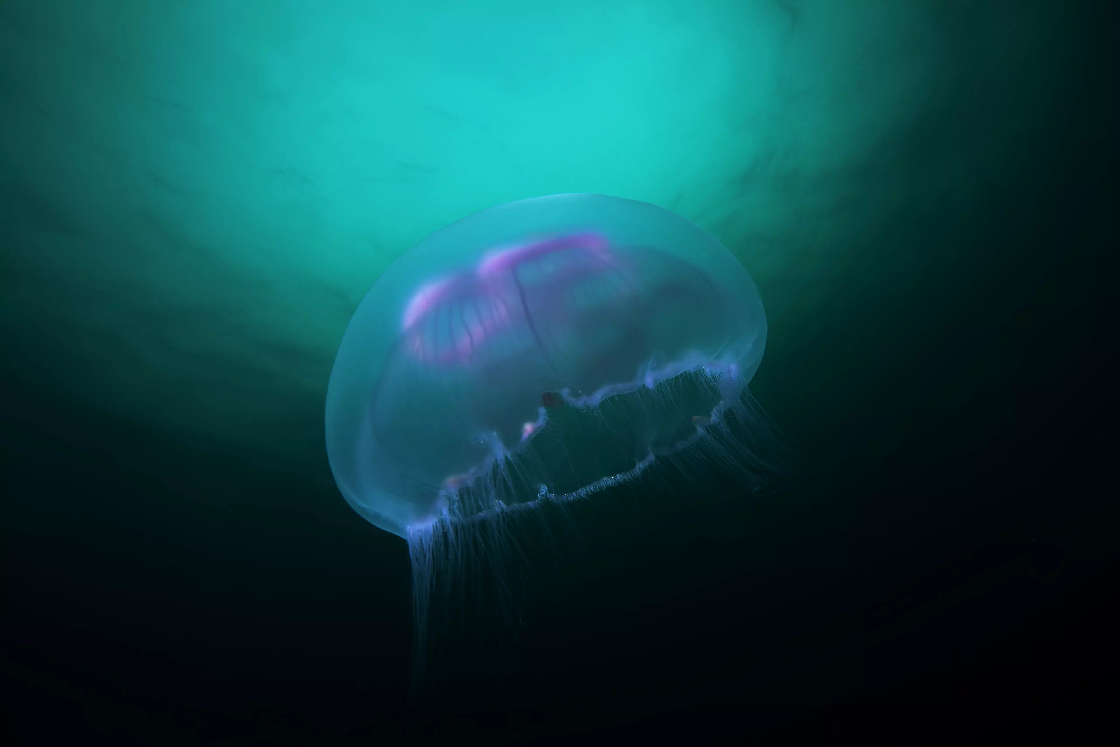 Moon jellyfish are the most common.