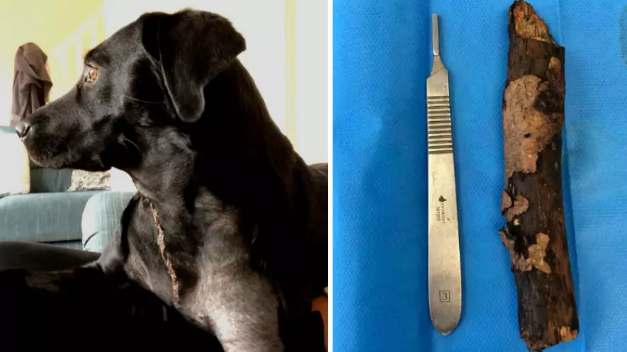Vet Issues Urgent Warning Over Dangers Of Throwing Sticks For Dogs