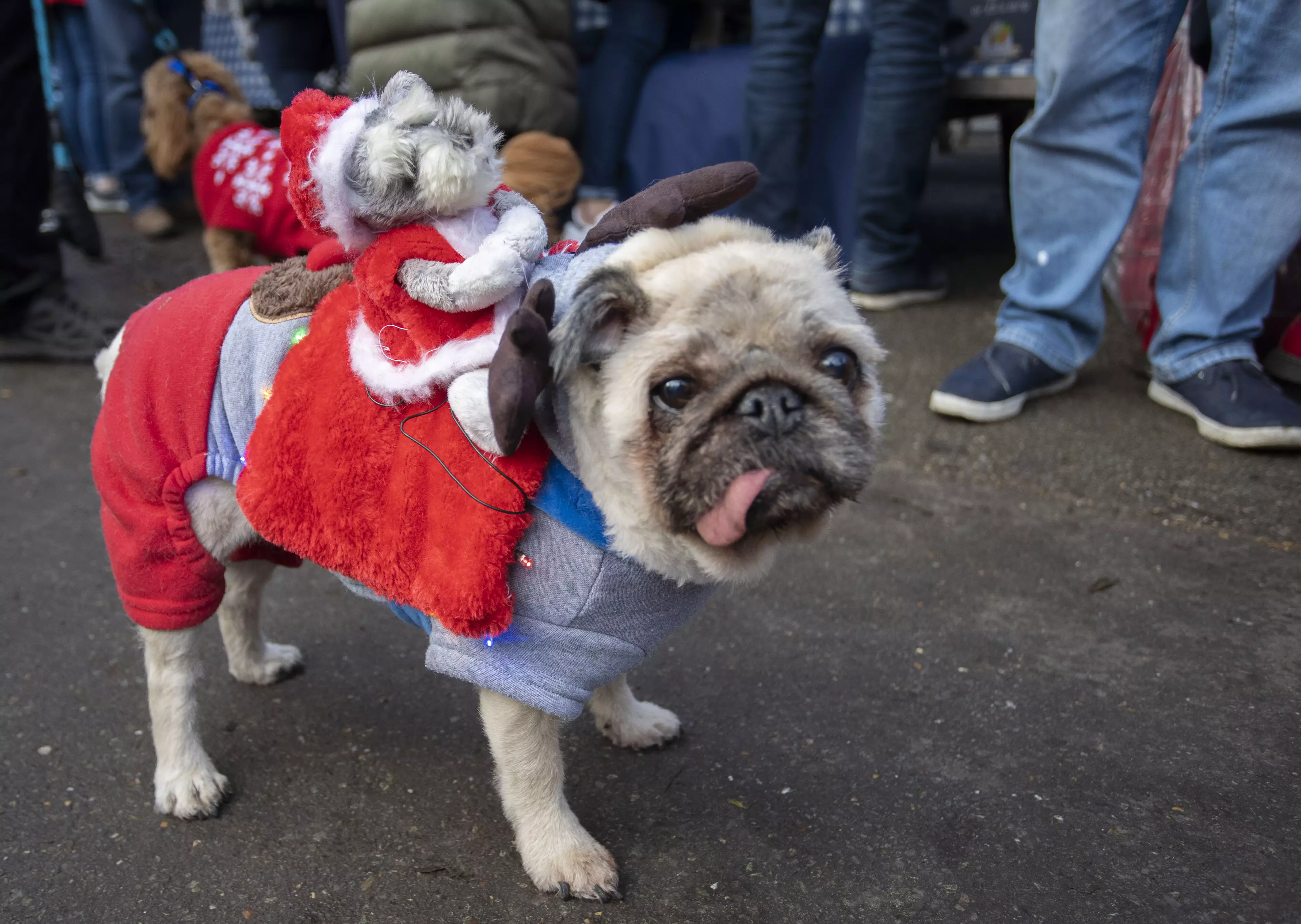 350 dogs and their owners came together in London (