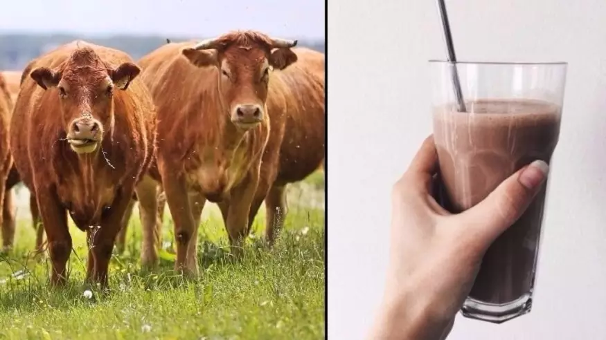 Loads Of Americans Think Chocolate Milk Comes From Brown Cows 
