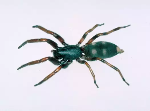 white tailed spider
