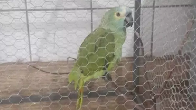 Parrot Alerts Owners To Drug Raid By Shouting 'Police!'
