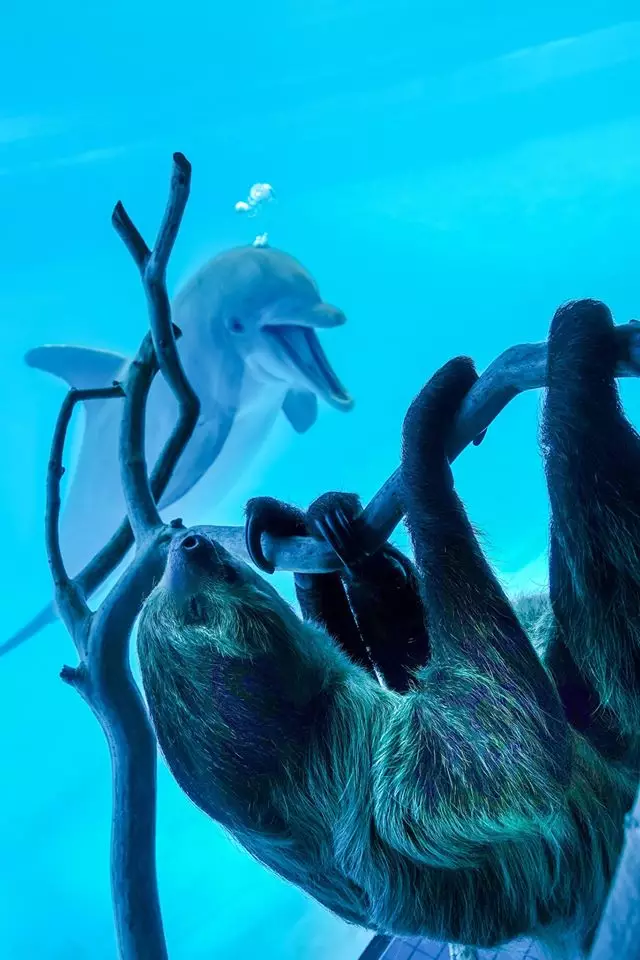 The dolphins were so excited at the sloth paying a visit (