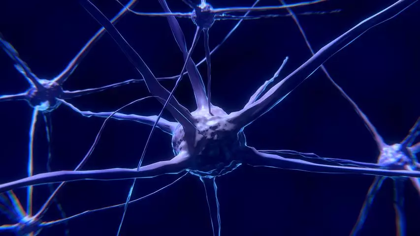 Nerve cells are monitored to identify patterns in the brain.