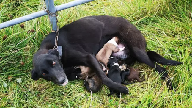 A Dumped Dog Was Chained To A Gate And Left To Nurse Her New Puppies