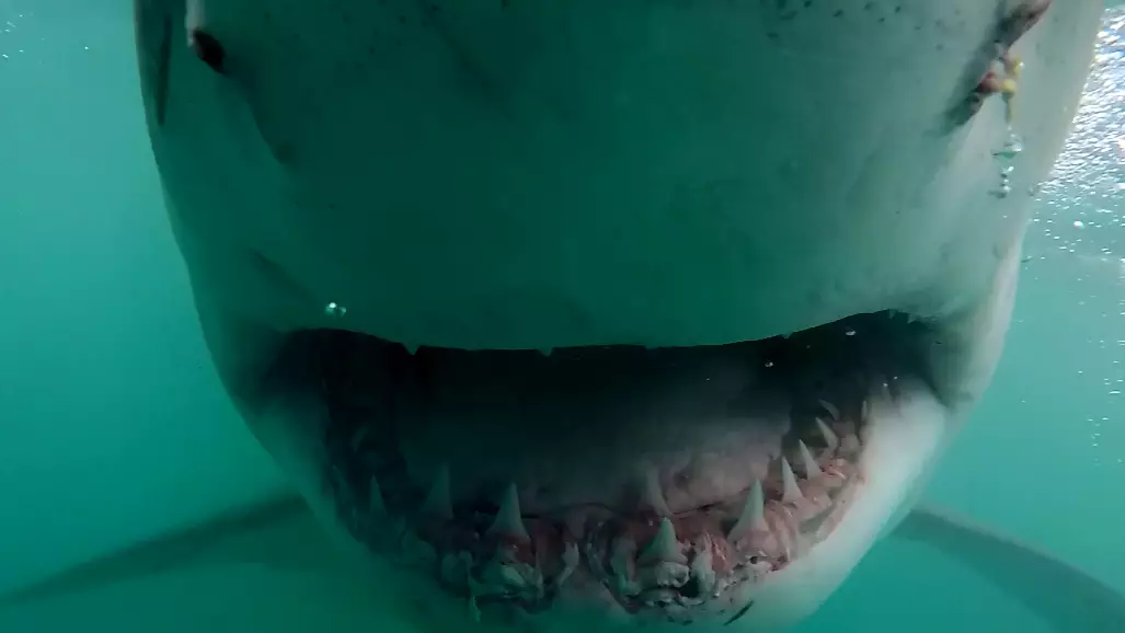 Great White Shark Comes Dangerously Close To Cameraman In Terrifying Footage 