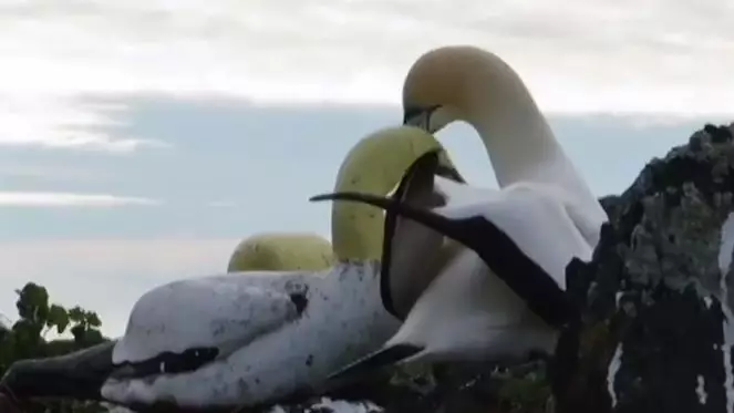Nigel The Gannet Dies Alone After Living Years With Concrete Decoys