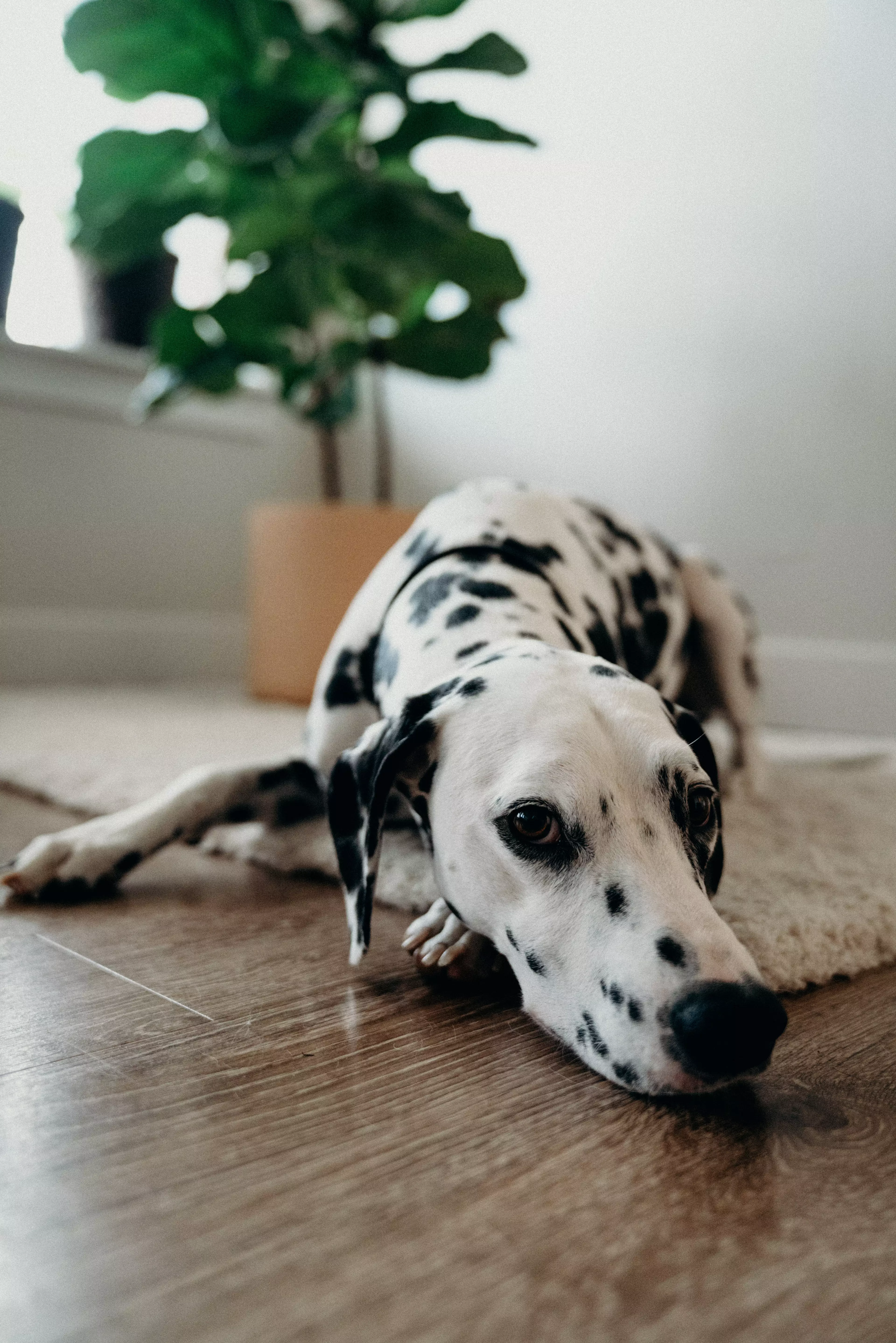 Dalmatians have officially been named as the world's cutest dog breed (