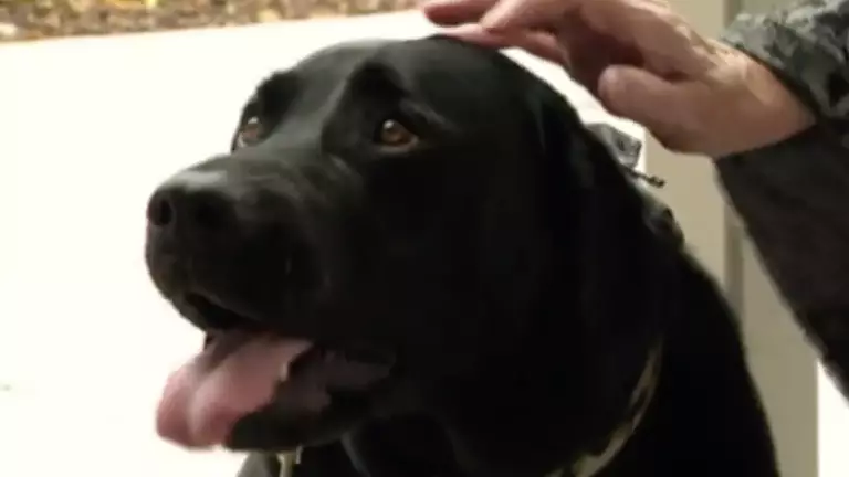 Angus The Labrador Was Fired As A Guide Dog Because He Liked Food Too Much