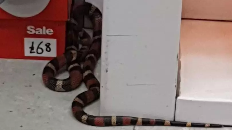Sports Direct Forced To Close After Snake Found In Store
