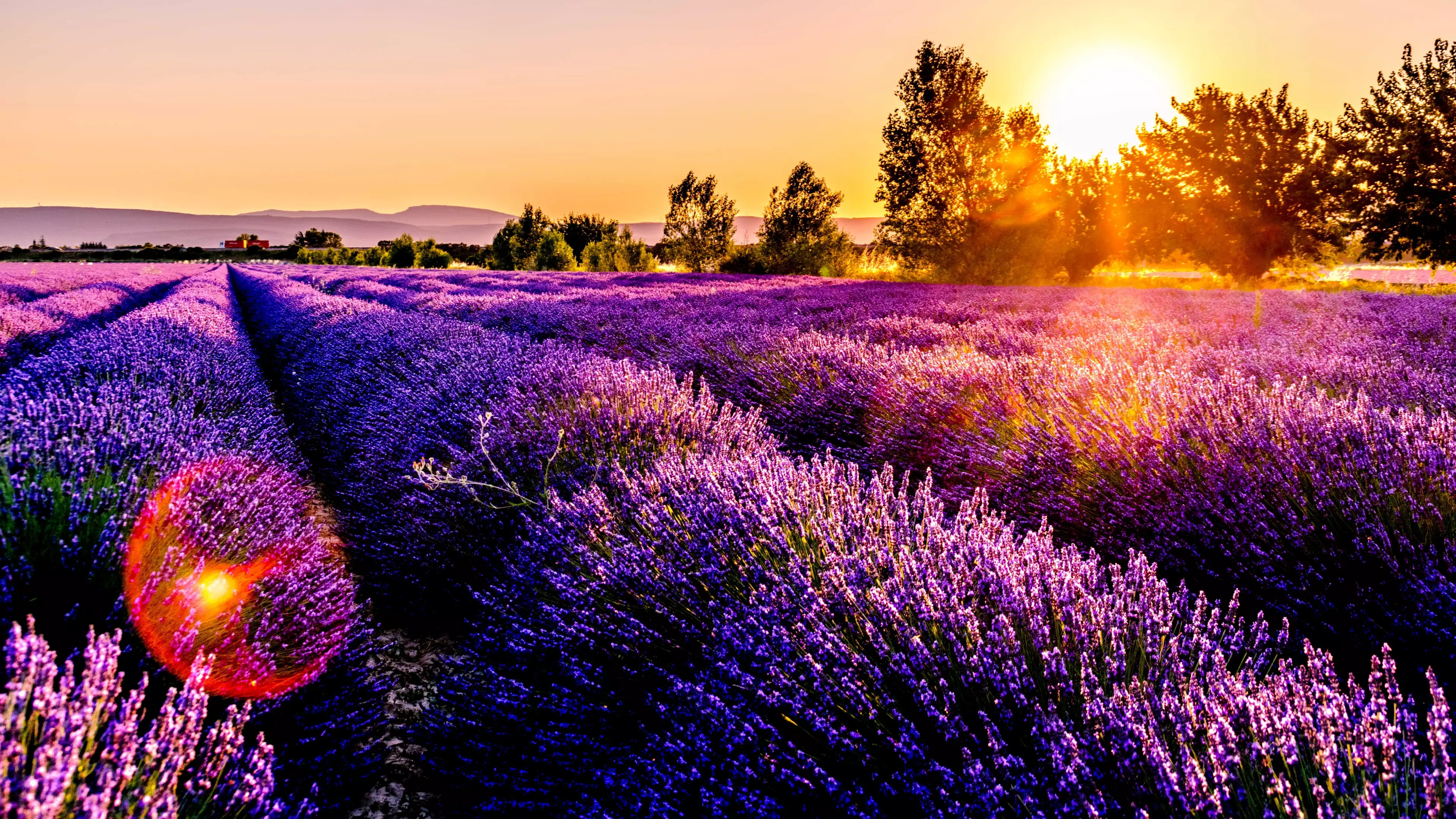 Provence's Lavender Fields Are An Instragrammers Dream And A Visit Costs Just £100