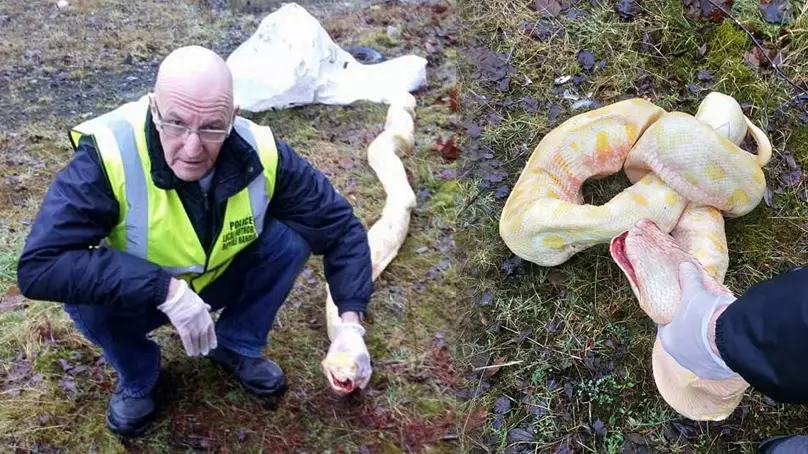 Burmese Python Found Dead And Tied In Knot In ‘Revenge Attack’ In Wales