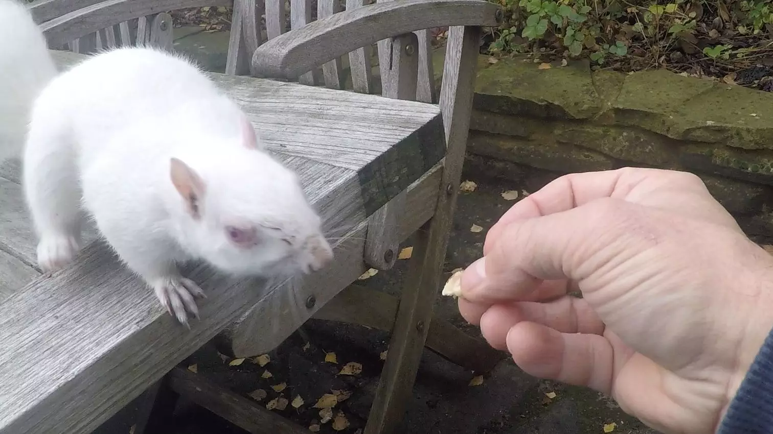 Man Feeds Incredibly Rare Albino Squirrel In His Garden 