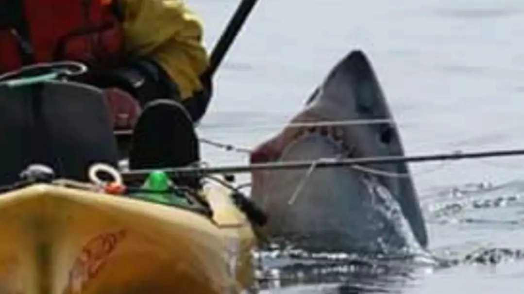 Footage Shows Moment Shark Drags Fisherman Overboard And Capsizes Boat