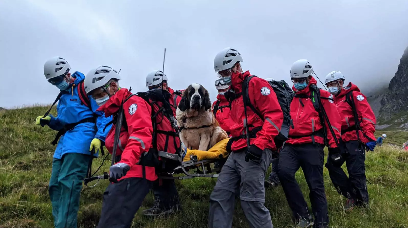 St Bernard Dog Rescued From Highest Mountain In England After She Collapsed