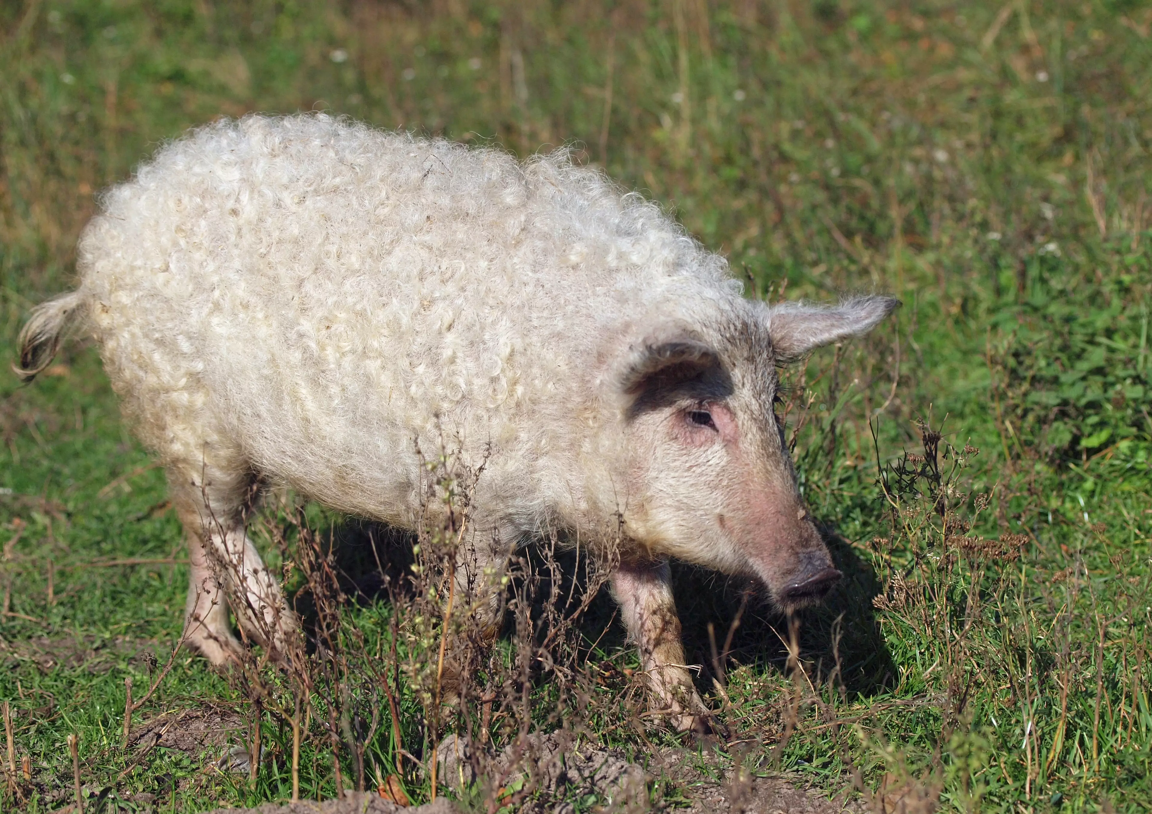 The Mangalitsa pig has a white, curly coat, just like a sheep's coat (
