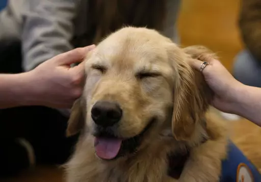 This Golden Retriever is being typically loving and gorgeous. Not fussed by it's ninth place.
