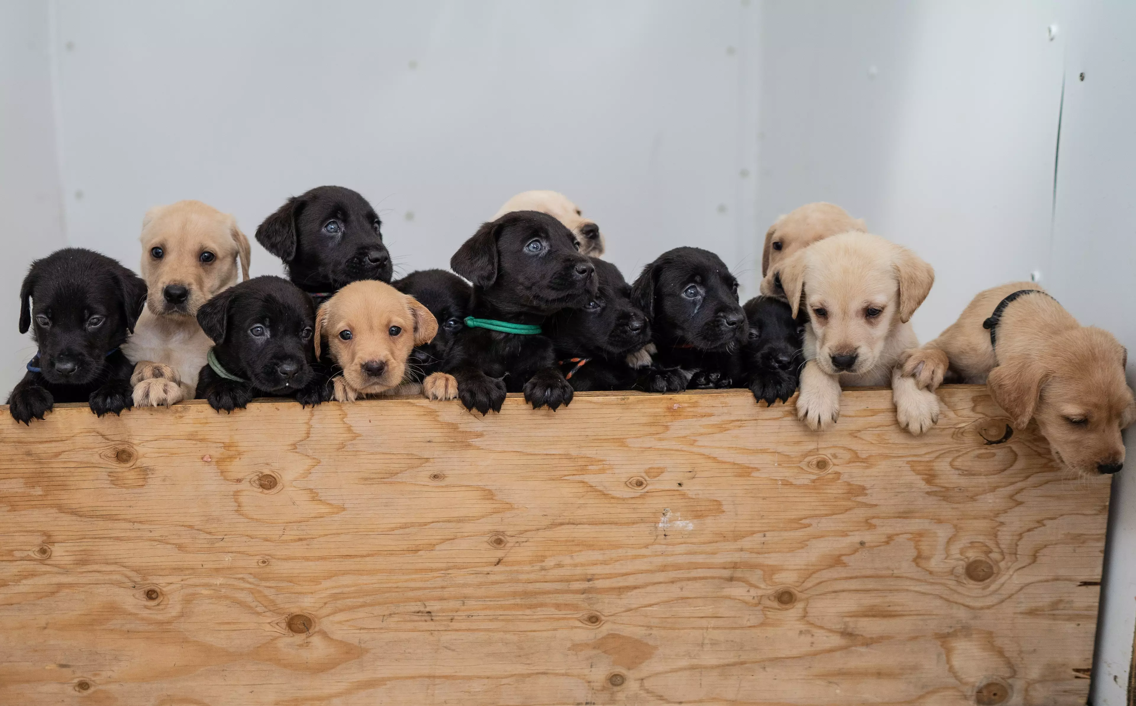 Bella's last ever litter was a mixture of black and yellow puppies.