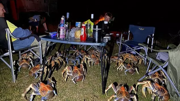 Australian Family's Picnic Invaded By Loads Of Huge Robber Crabs