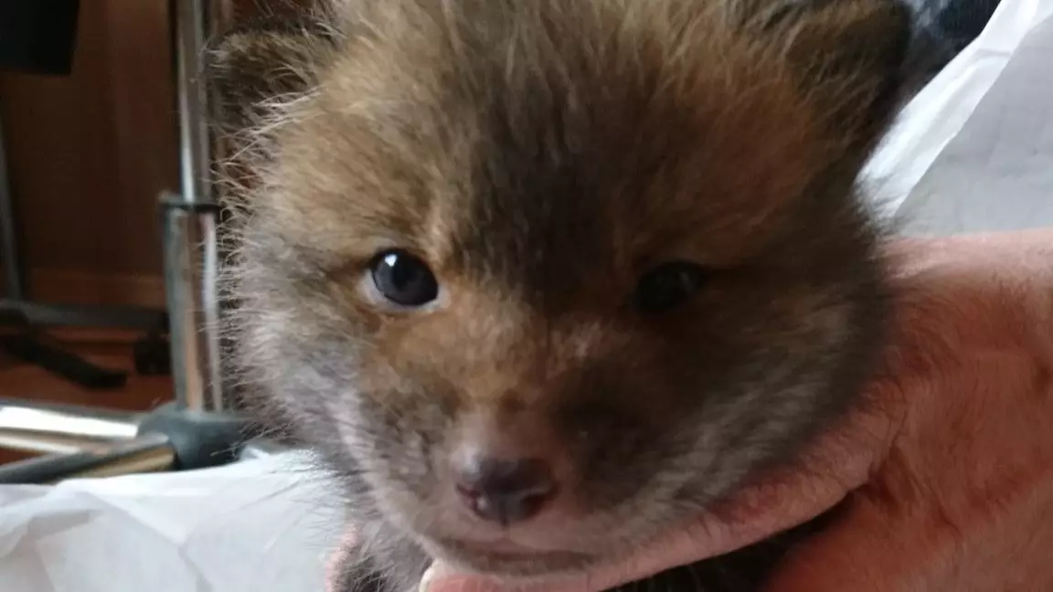 Man Rescues ‘Puppy’ From The Side Of The Road Only To Find Out It’s Actually A Fox