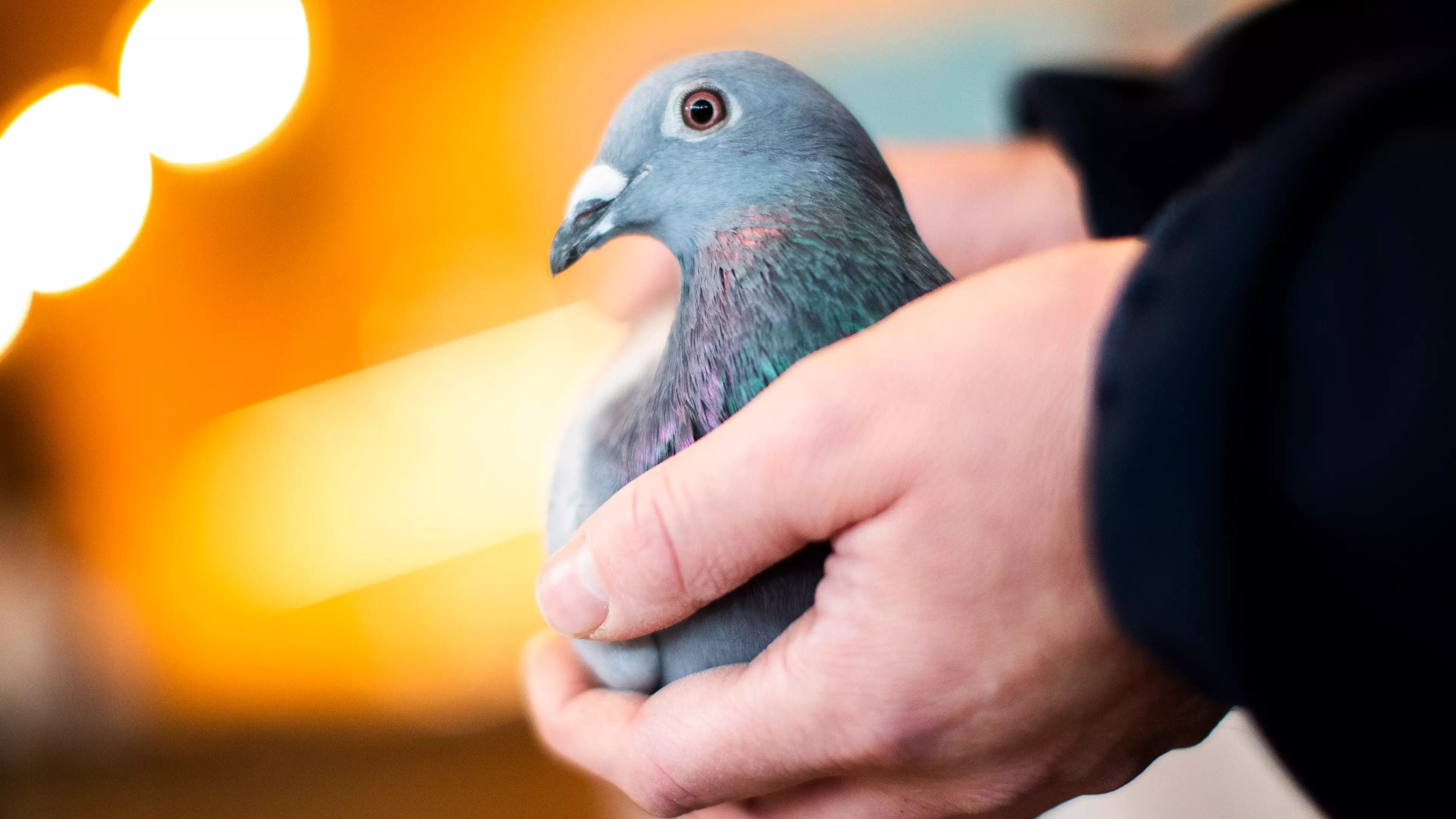 Pigeon Sets New Record After She's Sold For More Than £1.4m 