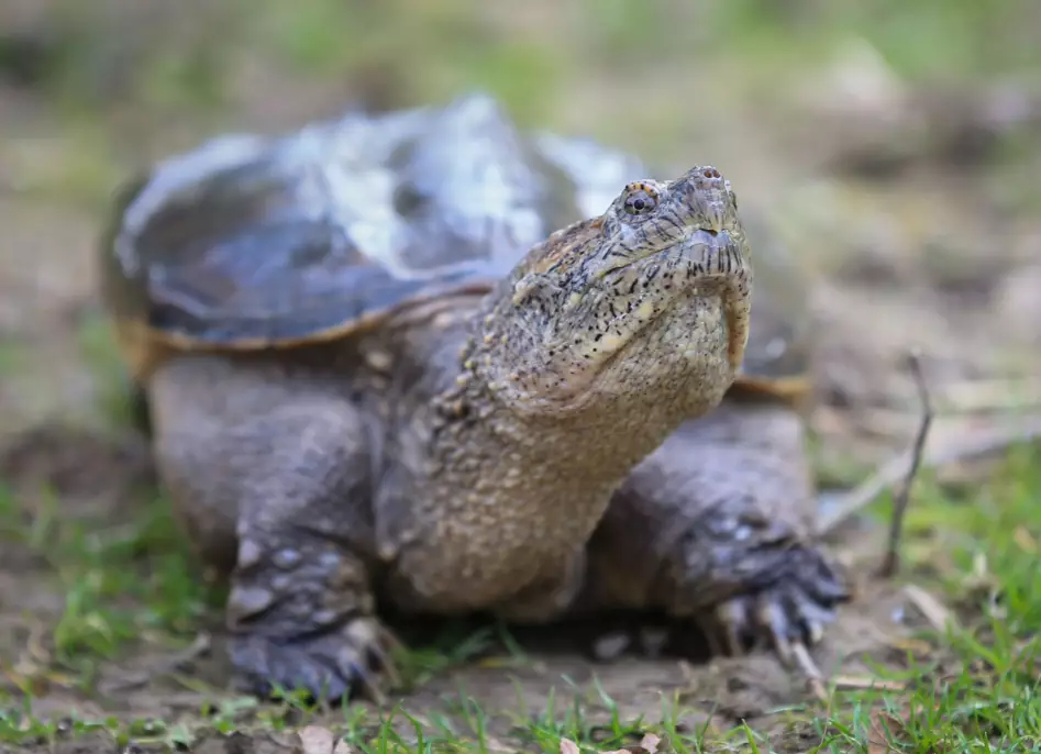 The snapping turtle was reportedly euthanized.