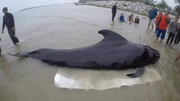 People tried to get the whale to the shore to get the plastic out but it didn't work.