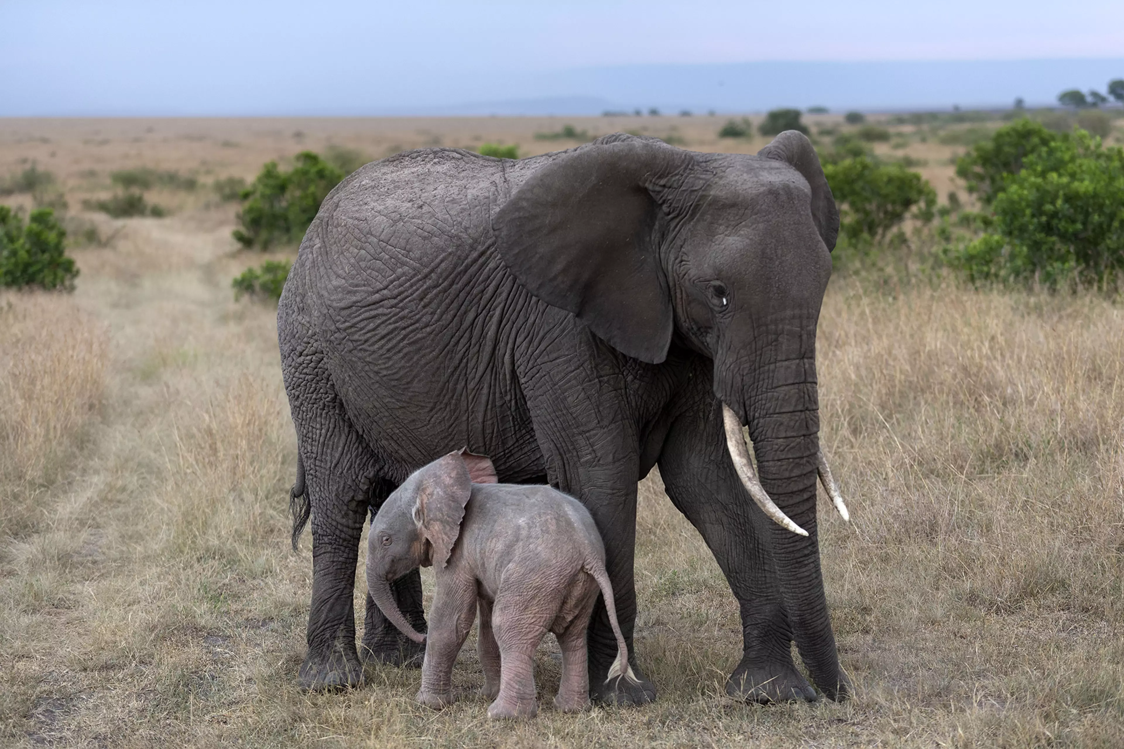 The rare elephant calf was born with albinism to a wild elephant in Masai Mara, Kenya in April this year. (