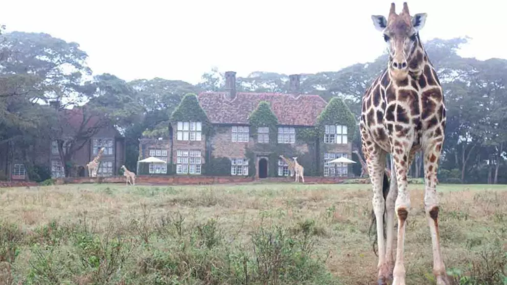 You Can Now Stay In The Middle Of A Giraffe Sanctuary