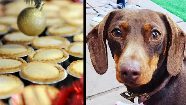 Sausage Dog Almost Dies After Eating Mince Pie 
