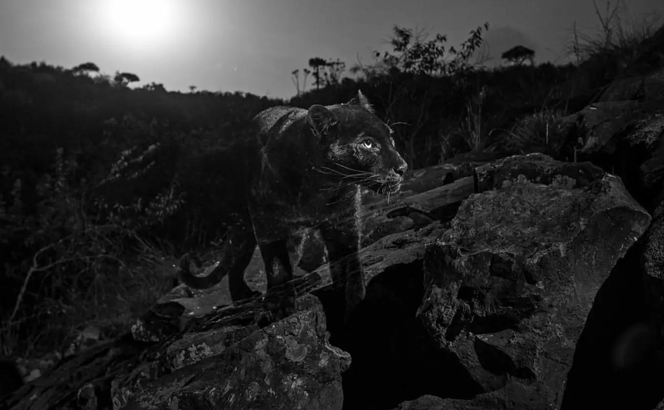 The pictures are the first of a black leopard in Africa in almost 100 years.