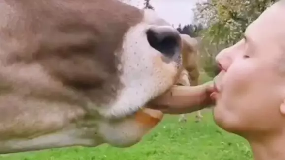 Austrians Warned By Experts To Stop Kissing Cows As Part Of Bizarre Viral Challenge