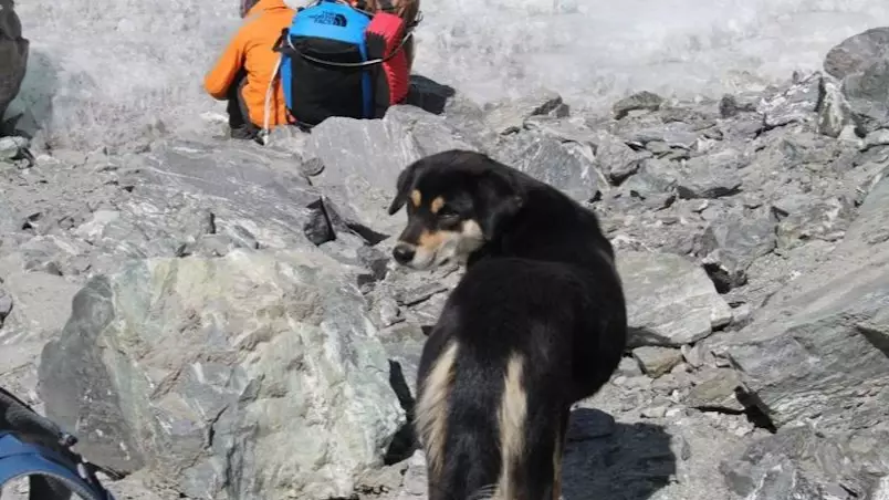 A Stray Dog Tagged Along With His New Friends To Climb A 24,000-foot Mountain