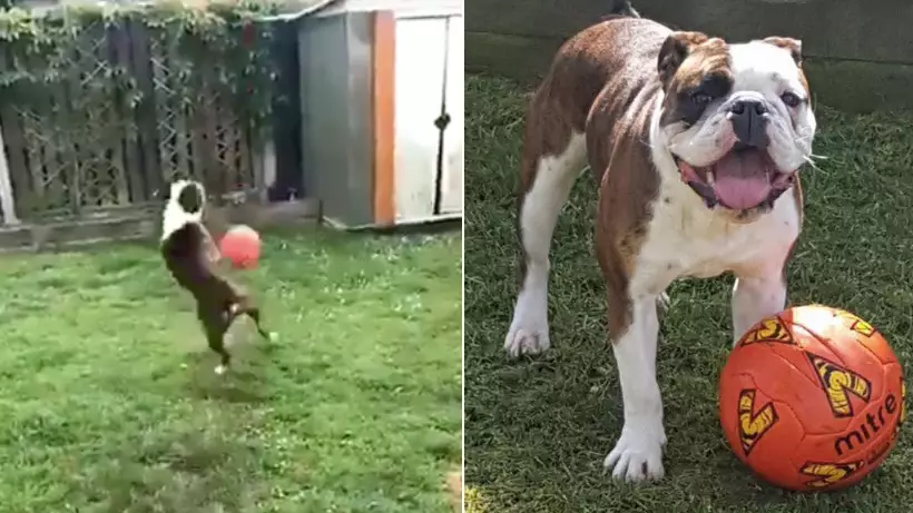 'Ollie' The Bulldog Has A Better First Touch Than You