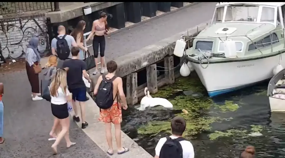 A man standing up to a woman who kicked a swan was pushed into a canal.