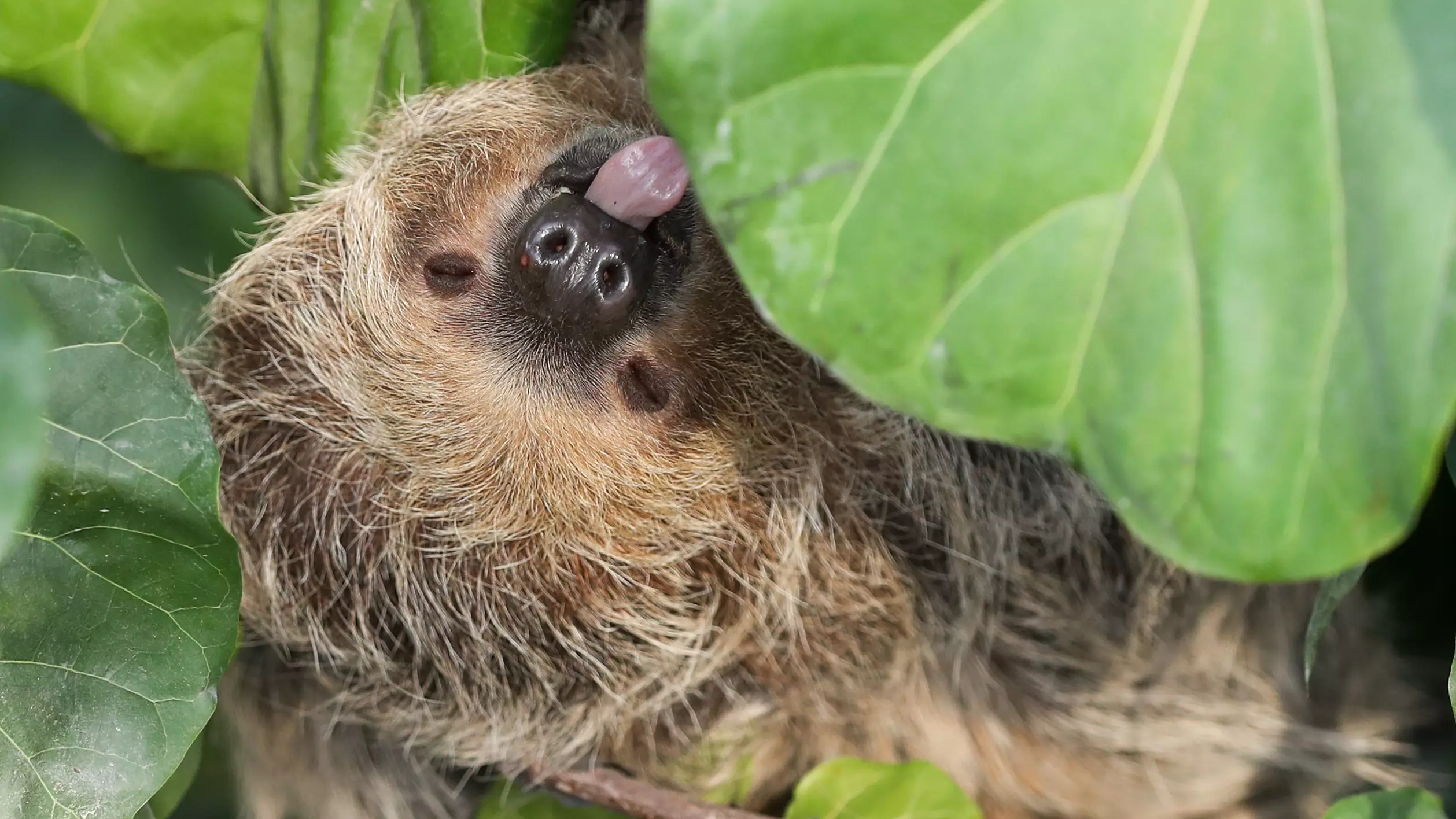 A Zoo In Wales Now Has A Retirement Home For Sloths