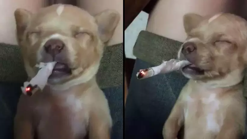 Women Slammed After Filming Themselves Forcing Pup To Smoke 